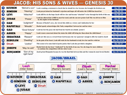 Jacob:Sons & Wives (Ge.30)